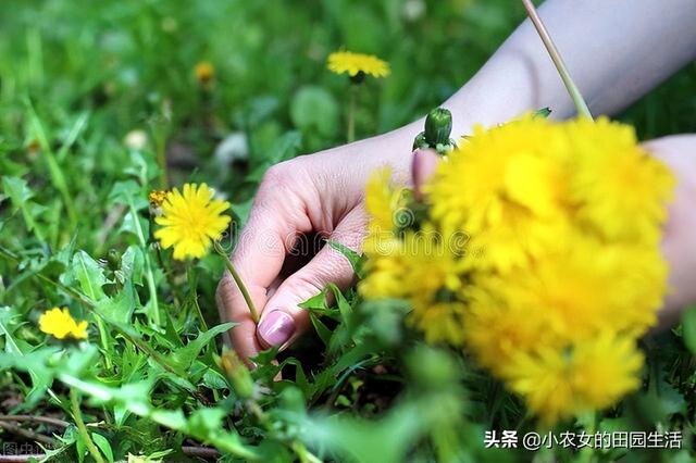 10种“神仙草”，春天采摘正当时，味道鲜美，还有益健康