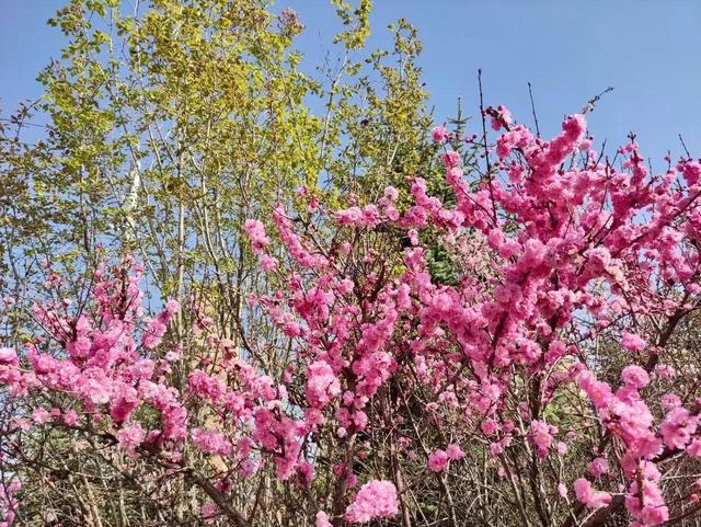 春末的青海，柳绿花红，雪花飘扬