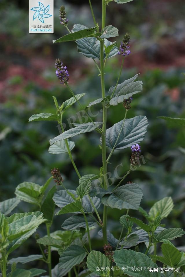 抗癌中草药十七：补骨脂