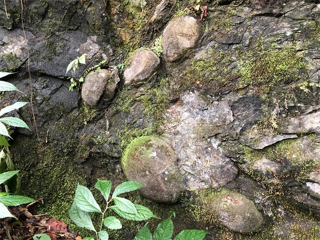 贵州出现“产蛋崖”？石蛋光滑到反光，专家说：5亿年前的宝贝