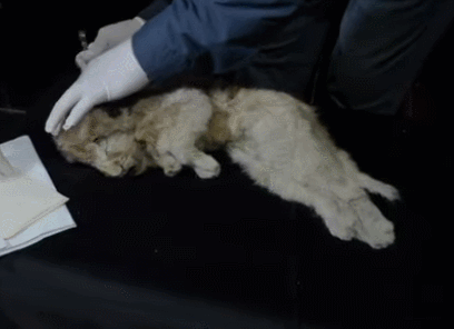我们真的要警惕了：西伯利亚冻土层融化，发现5种史前生物遗骸