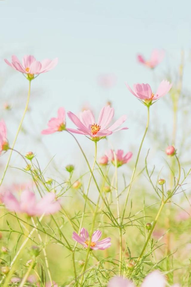 九言 | 今日谷雨：雨生百谷，花开百福，春和景明，万象更新