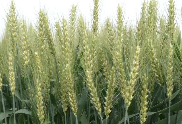小麦茎基腐病，返青期防治是关键，农户别用错了方法