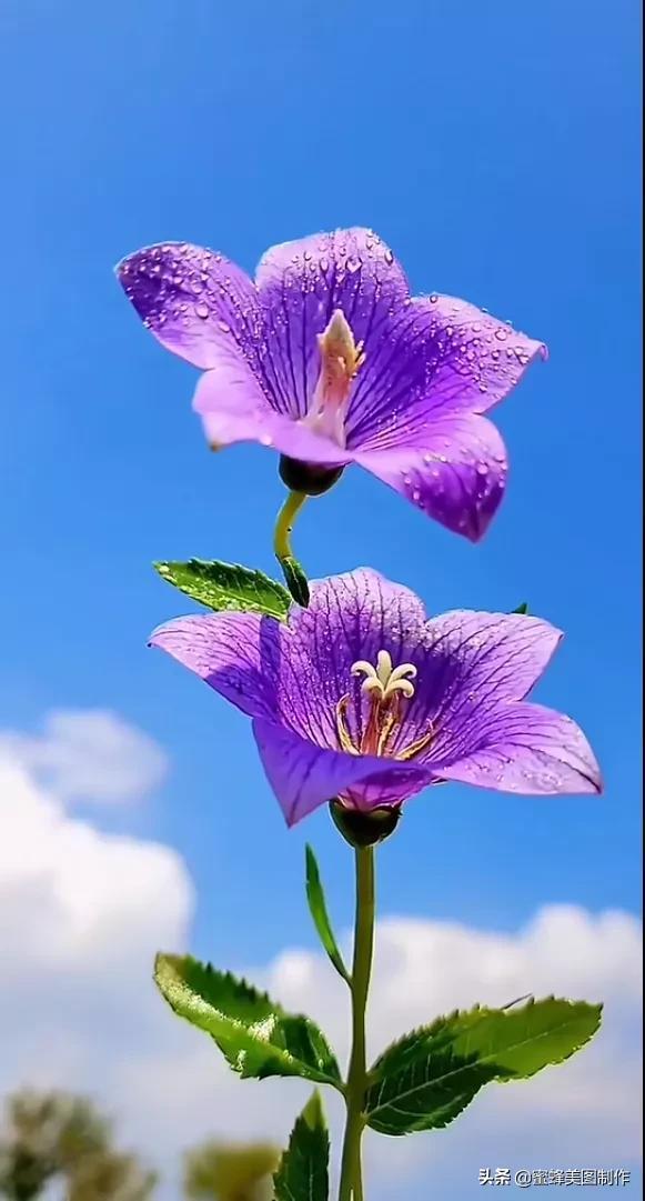 一花一叶即菩提，一草一木皆有情