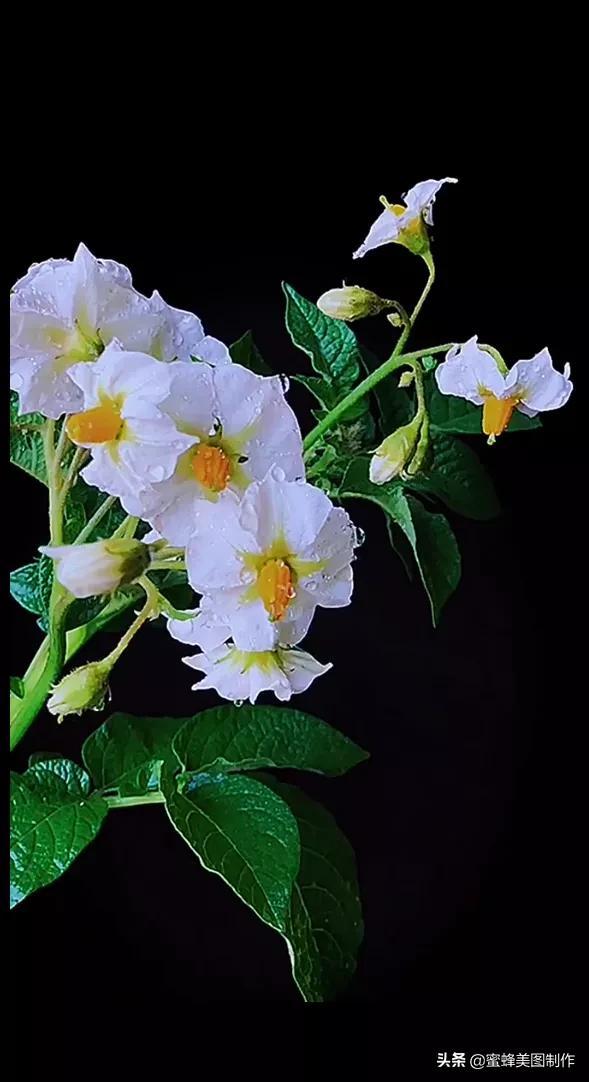 鲜花，因盛开而芬芳，因走过而醉人