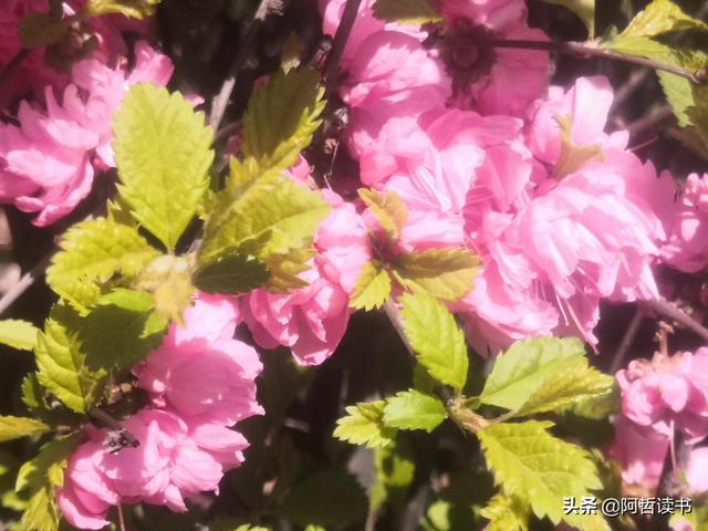 榆叶梅，是绿叶对鲜花的赞美，更是花与叶的相互点缀，相依相偎