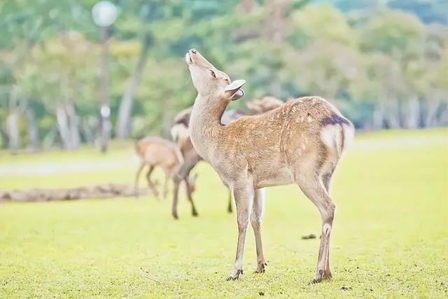 鹿的图片唯美 森系(鹿的图片唯美森系插画手绘)-天晟网