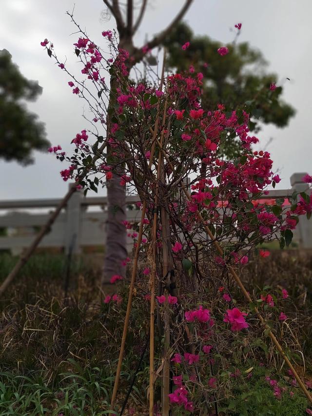 立夏修行德与才