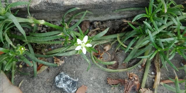 我有花香，但没树高，我是一棵无人注意的小草