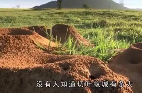 我想拥有蚂蚁的幸福 文/周延锋现代诗歌美文美图