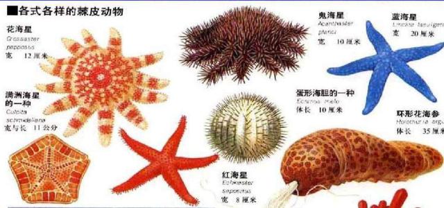 3亿年前的一颗“螺丝”，镶嵌在石块中，揭开一个史前的巅峰时代