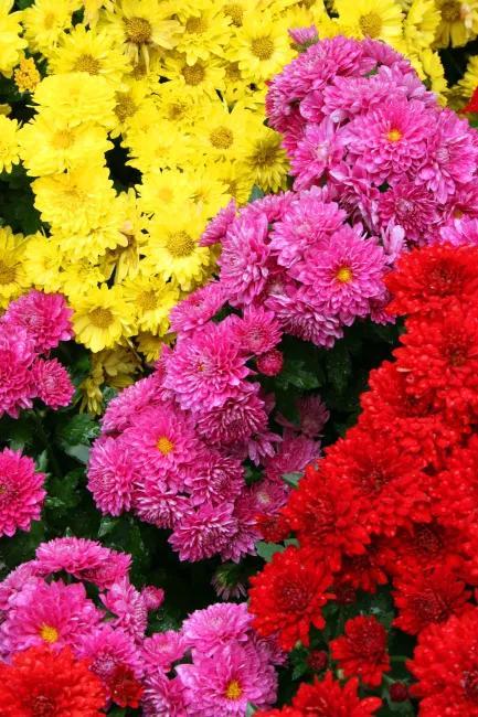 分享图片，百花盛开，五彩缤纷，太美了！令人心情无比愉悦