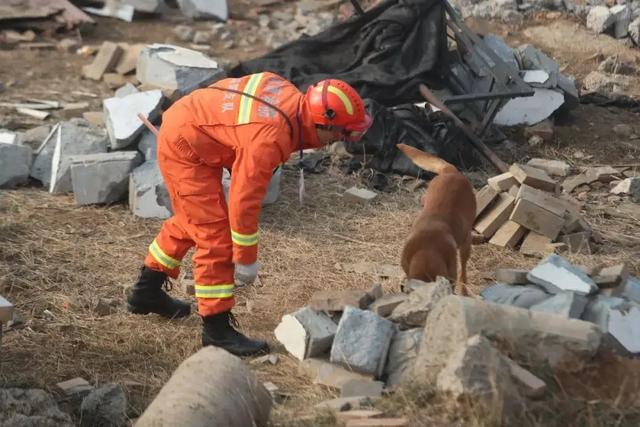 搜救犬多厉害？500平方米1滴血，搜救犬用时87秒就找到