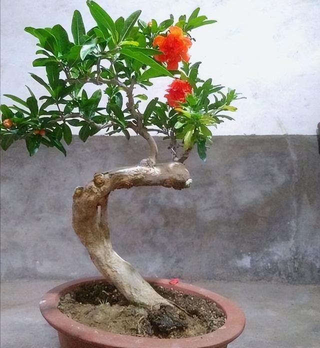 5月花 5月花  5月花开的唯美句子 生活