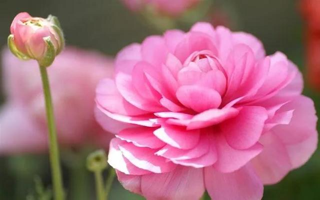 花的世界，芬芳美丽；醉了眼眸，美了心情