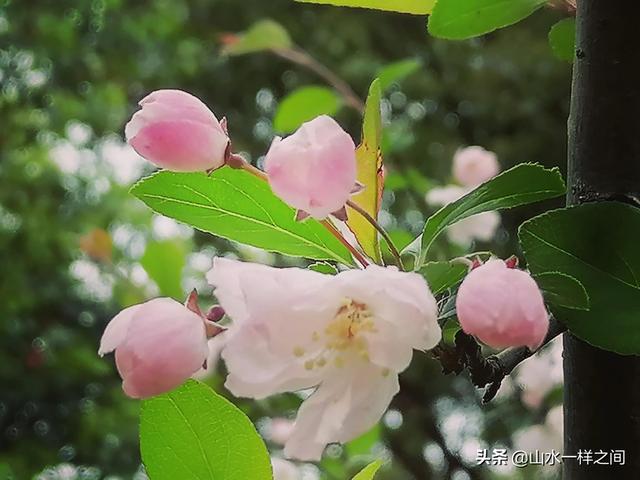 谁不喜欢春天的美好，谁不愉悦春天的微笑