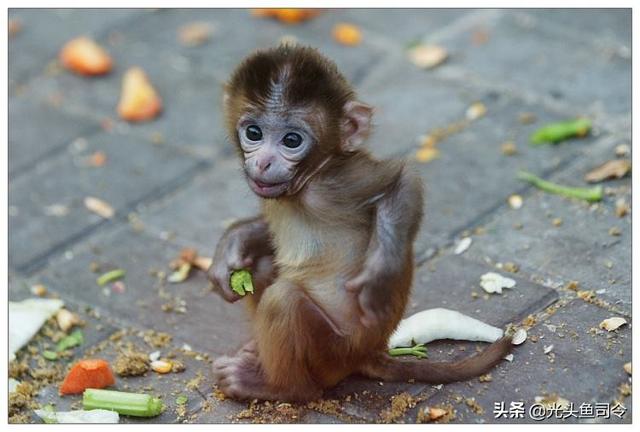 襞鱼 襞鱼（碧云天生物试剂官网） 动物