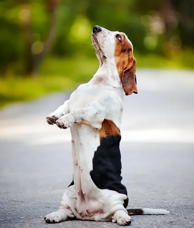 怎样训练狗狗坐下不躁动(训练狗狗迅速坐下)-艾拉养犬