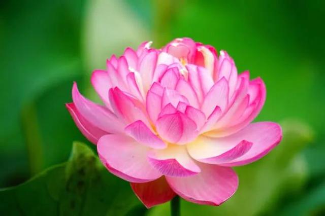 鲜艳夺目的花朵，美了眼，醉了心，忘掉了烦恼