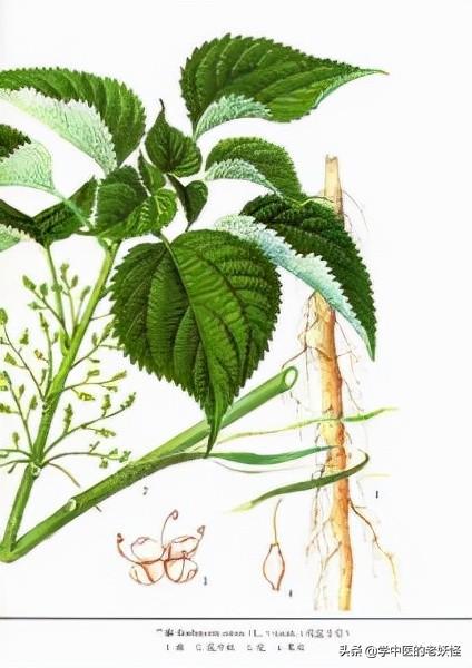 荨麻根的功效荨麻根的功效民间偏方