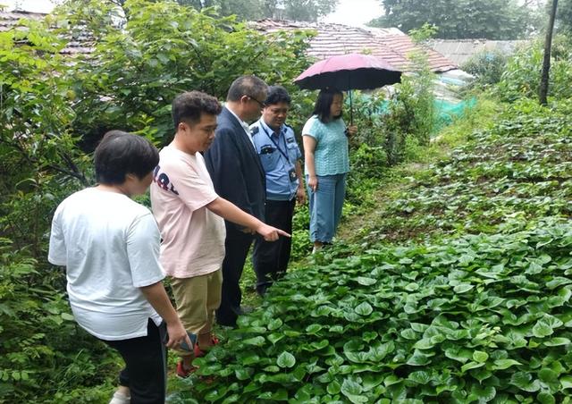 “禁种令”继续执行，禁种名单有哪些作物？官方支持种植哪些作物