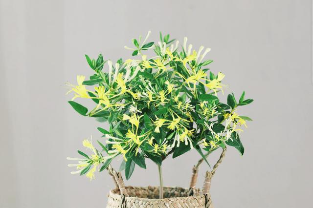 盆栽金银花种植技术