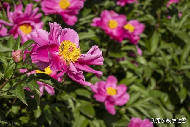 芍药的赞美诗「你给的温柔」