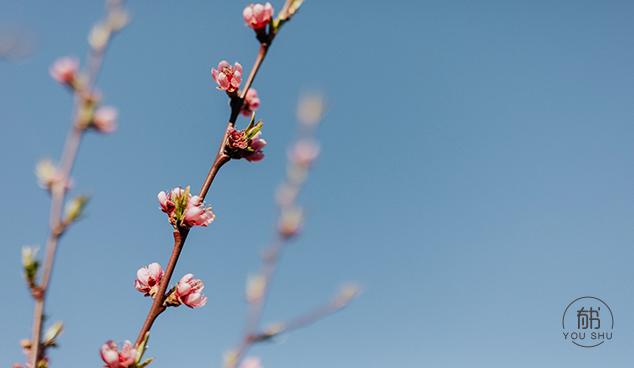 今日立春：春暖花开，万象更新