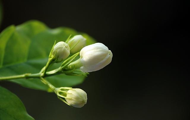 茉莉花冬天怎么养才能安全过冬