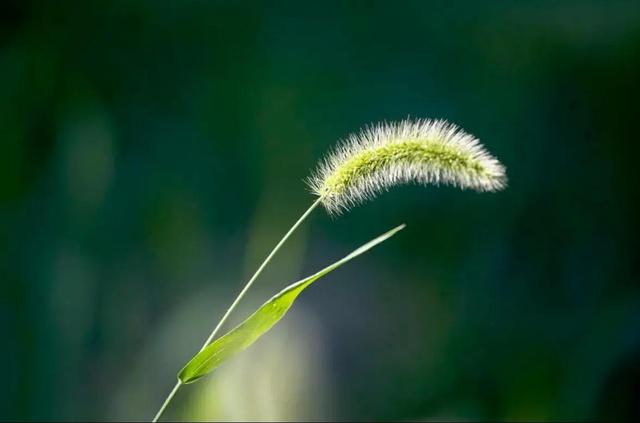 七言诗：小草颂.枯荣落尽天涯路