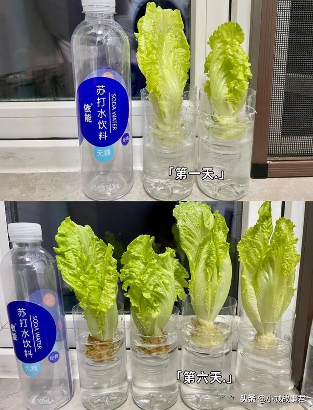 上海一男子买不到菜在家水培白菜