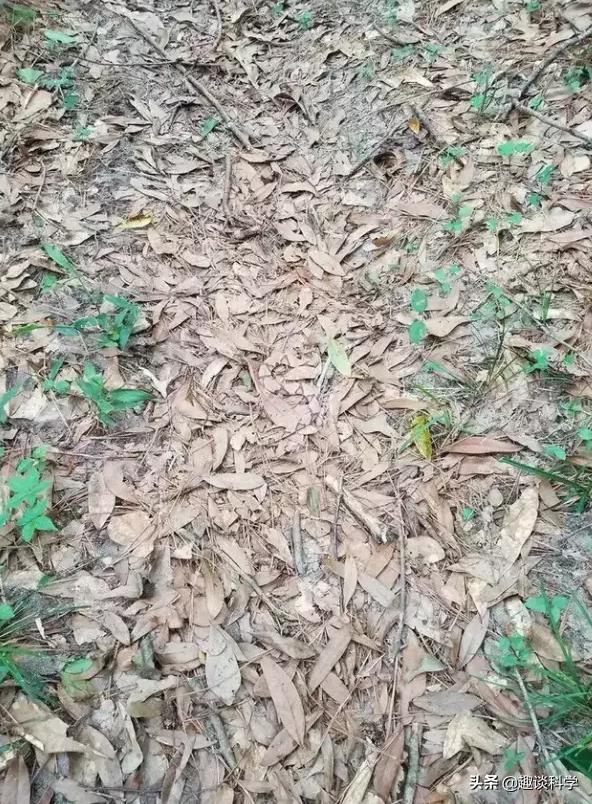 扔石头惹怒眼镜王蛇！七旬老伯被追咬，两招捡回一命，医生：万幸