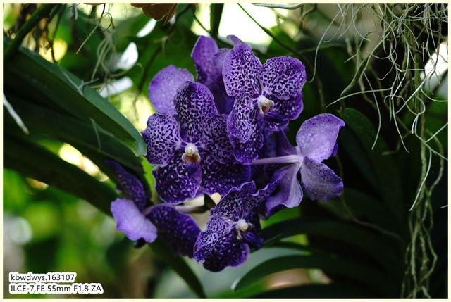 生活雜記：坡島散記08——流連忘返植物園