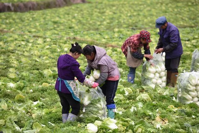 白菜出苗后如何管理？老农总结了9点，特别管用11