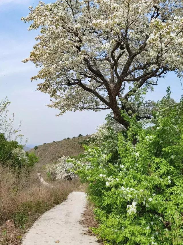 千万春花次第开