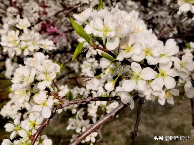 解封啦！迫不及待地走出家门，感受春花烂漫的最美四月天