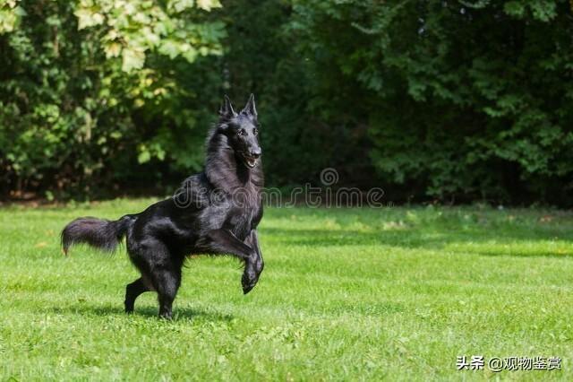 东德牧羊犬 东德牧羊犬（东德牧羊犬吧百度贴吧） 动物