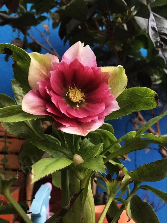 漂亮的花朵