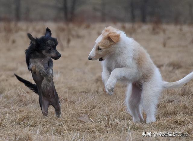 苏俄猎狼犬 苏俄猎狼犬（苏俄猎狼犬猎杀狼视频） 动物