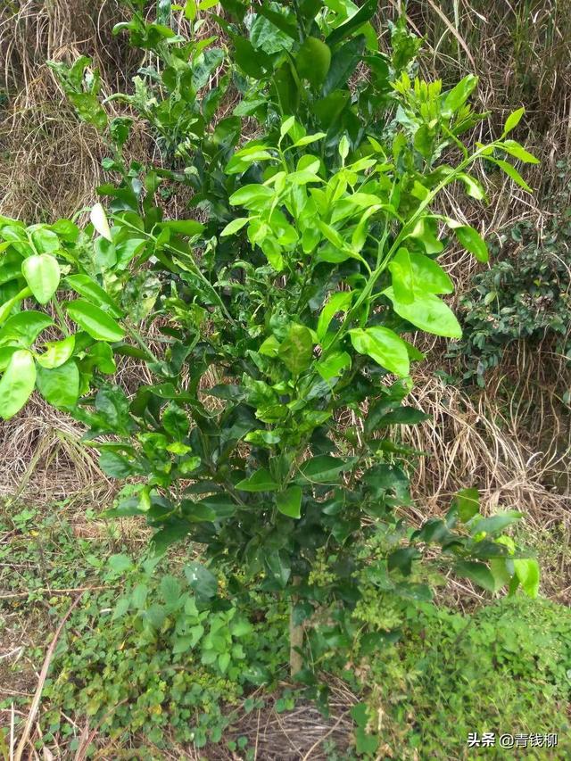 西柚春梢 秋梢蓟马防治 蜂蜜柚子茶