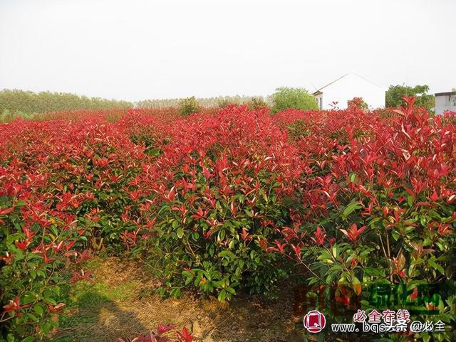 花灌木 花灌木（花灌木有哪些树种） 生活