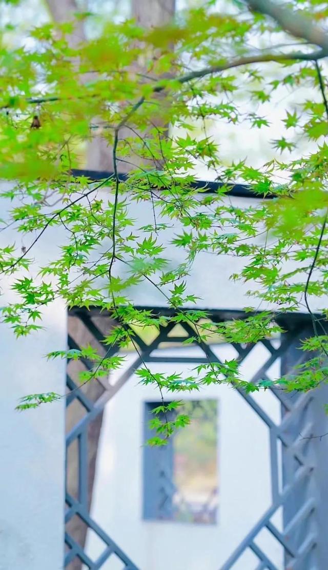 散文：四月，林花红，意芬芳，岁月牵风，人生幽韵长