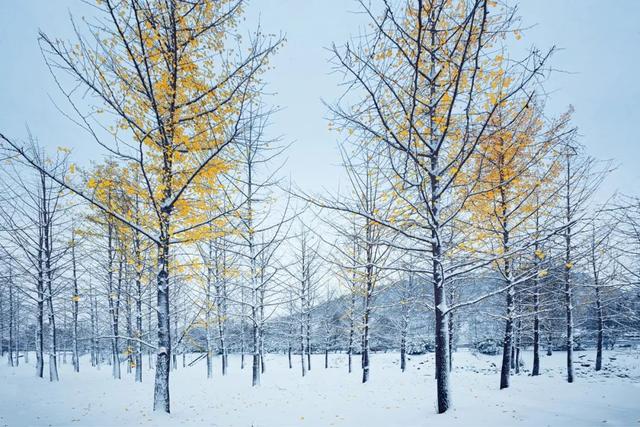 冬至佳句，十首梅花诗词,惊艳了整个冬天？