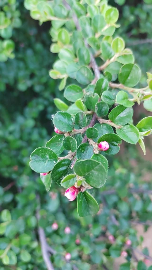 平枝栒子花偷偷露出了笑容