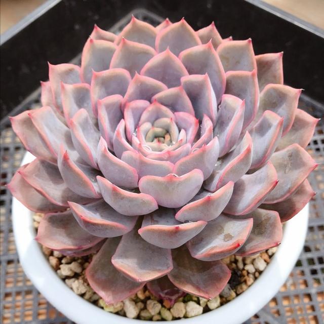 多肉