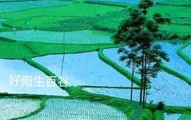 一朵荼靡花的告白