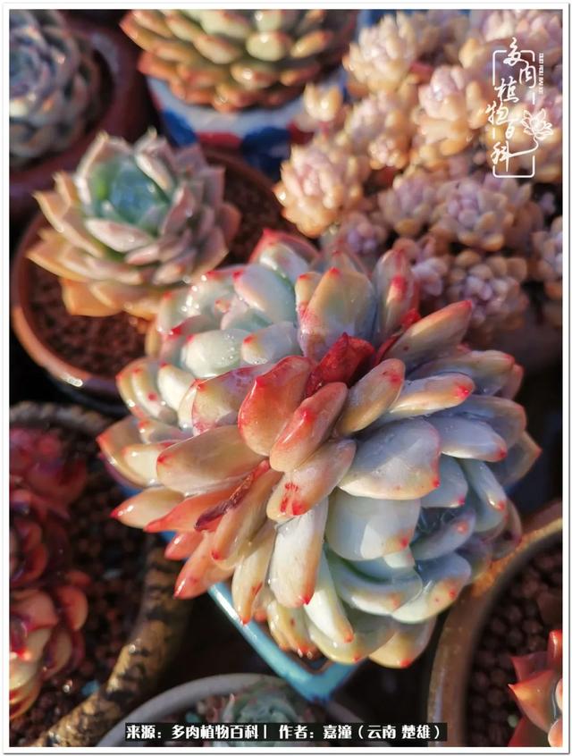 玉蝶铜芯电线价格表4平方,玉蝶铜芯线今日价格