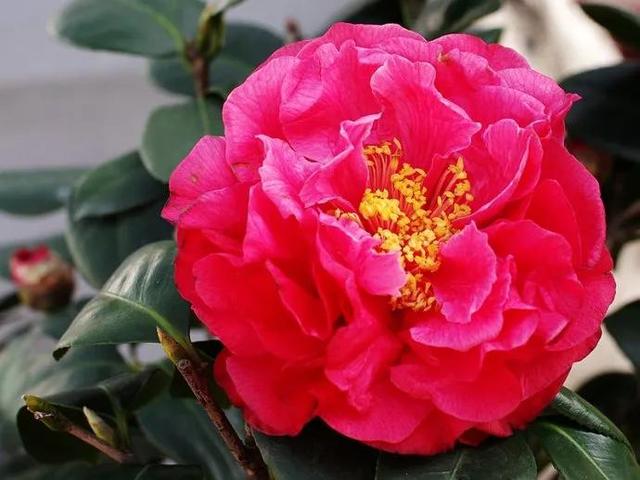 鲜艳夺目的花朵，美了眼，醉了心，忘掉了烦恼