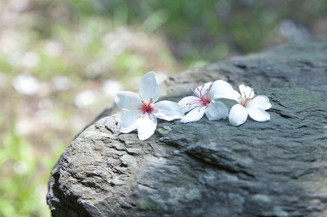 清明时节，如何喝茶养生