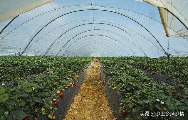 农场种什么最赚钱